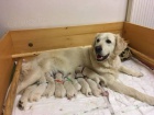 �t��ata Golden Retriever s PP