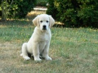 Golden retriever s PP - �t��ata /zlat� retr�vr/