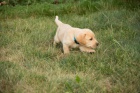 Labradorsk� retriever s PP