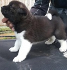 Akita Štěňata s PP. Akita Štěňata s PP.