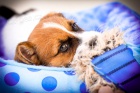 2 pejsci a fenka Jack Russell s PP 2 pejsci a fenka Jack Russell s PP