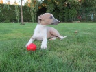 ttka whippet / vipet