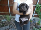 Labradorsk� retriever