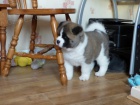 Akita-Inu Akita-Inu