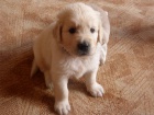 �t�n� zlat�ho retr�vra (Golden retrievera) s PP