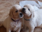 �t�n� zlat�ho retr�vra (Golden retrievera) s PP