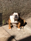 Anglick Bulldog tata pro bezplatn osvojen.