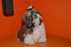 Prod�m Shih-tzu