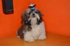 Prod�m Shih-tzu