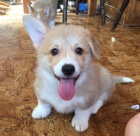 ttka Pembroke Welsh Corgi pro dobr domovy