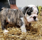 Purebred anglick� buldok �t��ata