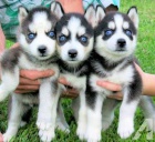 Sibiřský husky mužské a ženské modré oči Sibiřský husky mužské a ženské modré oči