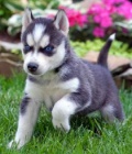 Sibirský husky + s PP. Sibirský husky + s PP.
