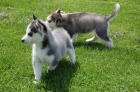 Prodej štěňat Sibiřský husky s PP Prodej štěňat Sibiřský husky s PP