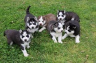 Prodám štěňátka Sibiřského Husky. Prodám štěňátka Sibiřského Husky.