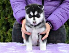 Velmi hezká fenečka Sibiřského Husky hledá nový domov. Velmi hezká fenečka Sibiřského Husky hledá nový domov.