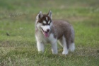 siberian husky pes   siberian husky pes