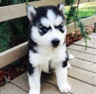 Sibiřský husky Sibiřský husky
