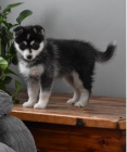 3 sibiřský husky štěňata. 3 sibiřský husky štěňata.