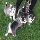 Čistokrvné šteniatka sibírsky husky Čistokrvné šteniatka sibírsky husky