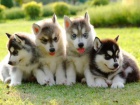 Šteniatka Sibirsky Husky Šteniatka Sibirsky Husky