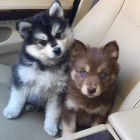 Štěňata Pomsky hledají své navždy domovy. Štěňata Pomsky hledají své navždy domovy.