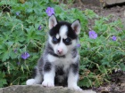 Štěňata Pomsky hledají své navždy domovy. Štěňata Pomsky hledají své navždy domovy.