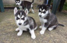 Plemene Sibiřský husky štěně čeká na pet milující rodinu Plemene Sibiřský husky štěně čeká na pet milující rodinu