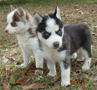 Modré oči Sibiřský husky štěňátka Modré oči Sibiřský husky štěňátka