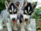 Štěně Sibiřský Husky s PP  Štěně Sibiřský Husky s PP