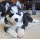 Sibiřský husky  Sibiřský husky