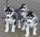 Predam steniatka Sibirsky Husky Predam steniatka Sibirsky Husky