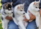 Sibiřsky Husky  Sibiřsky Husky