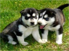 štěně sibiřský husky   štěně sibiřský husky