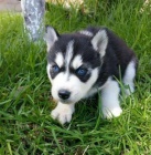 Sibiřský husky Sibiřský husky