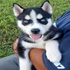 Plemene sibiřský husky Štěňata Plemene sibiřský husky Štěňata