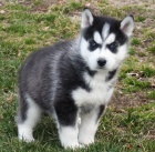 Štěně Sibiřský Husky s PP  Štěně Sibiřský Husky s PP