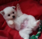 N�meck� �pic  st�edn� s PP