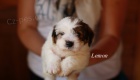 Jack Russell Terrier s PP. Jack Russell Terrier s PP.