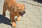 Boerboel- Jihoafrick� mastif