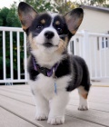 Zdrav�  welsh Corgi  Pembroke �t��ata