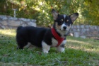 Vycvi�en� a o�kovan� �teniatka welsh corgi pembroke