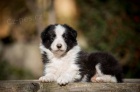 �t���tko Border kolie (collie) na prodej!