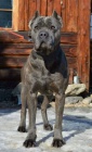 Americk� bandog