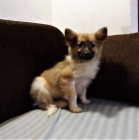 N�meck� �pic s PP