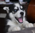 Sibiřské husky štěňata k dispozici, Sibiřské husky štěňata k dispozici,
