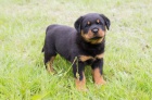 Rottweiler štěňata jsou k dispozici Rottweiler štěňata jsou k dispozici