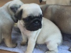 Mops štěňata nakupují na Vánoce. Mops štěňata nakupují na Vánoce.