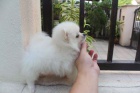 Cute Pomeranian štěňata k dispozici pro vánoční, Cute Pomeranian štěňata k dispozici pro vánoční,