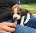 Beagle štěňata k dispozici Beagle štěňata k dispozici